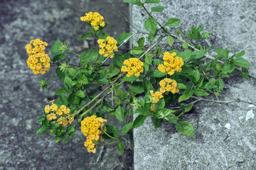 Wall Mural - Wild sage on the gray background of a concrete wall