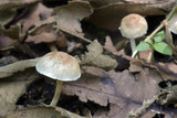 Fototapeta  - Fungus on the dry leaves sighted in Atlantic Rainforest