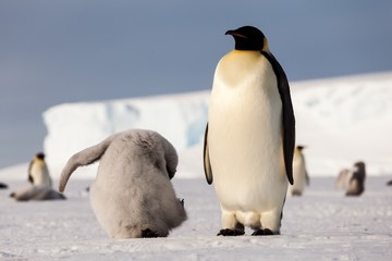 Wall Mural - Cute Emperor penguin chick trying to scratch head