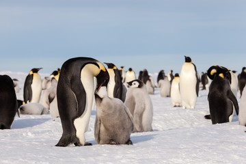 Wall Mural - Life of an Emperor penguin in the big colony (with chicks!))