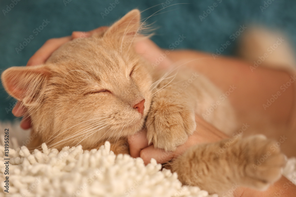 Female hand stroking cute cat, close up view