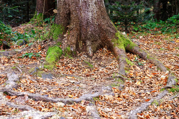 Wall Mural - Old big tree root in forest