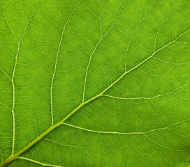 Wall Mural - Leaf