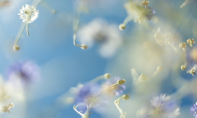 beautiful flowers. abstract blurred blue nature background