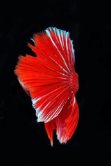 Wall Mural - Texture of siamese fighting fish isolated on black background.