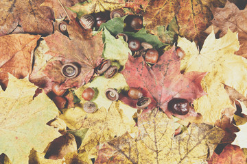  autumn leaves, leaves, color leaves, autumn, Leaves in the grass, autumn leaves in the grass, autumn leaves falling, dew drops, dew drops on autumn leaves