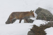 © Paolo - red fox into the snow