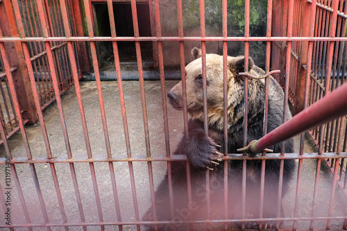 the big bear is looking for someone give food in cage Tableau sur Toile