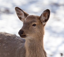deer in the park in winter