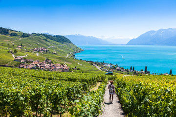 Vineyards in Lavaux region - Terrasses de Lavaux terraces, Switz