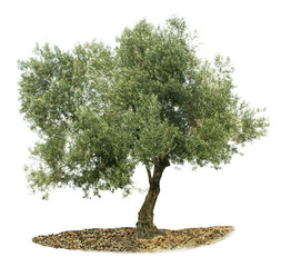 Olive tree on white