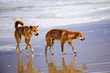 QE Fi Beach Dingoes