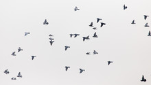 A Flock Of Pigeons In The Gray Sky
