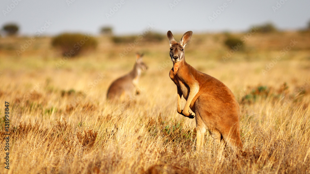 Red Kangaroo, Flinders Ranges National Park, South Australia - obrazy, fototapety, plakaty 