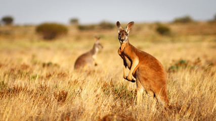 red kangaroo, flinders ranges national park, south australia