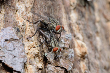 Mating bluebottle flies on tree in gaden, macro photo