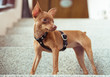 Closeup of cute miniature ginger pinscher puppy in leather fashion straps standing on the stone stairs