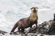 Cape Clawless Otter On Rock By Sea, Eastern Cape, South Africa