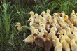 A flock of ducks on the green grass.