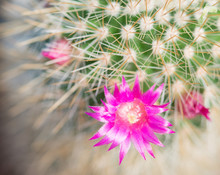 Macro Shot Of A Beautiful Purple Blooming Cactus Flower