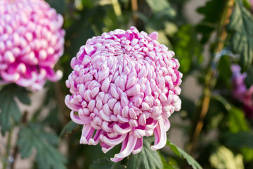 Wall Mural - big pink chrysanthemum flower grow in the field