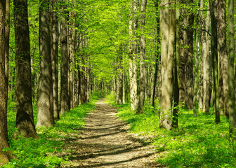 Naklejka na meble forest