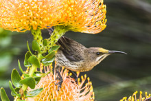 Cape Sugarbird Feeding On The Nectar Of A Pincushion Flower