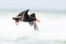 African Black Oystercatcher In Flight