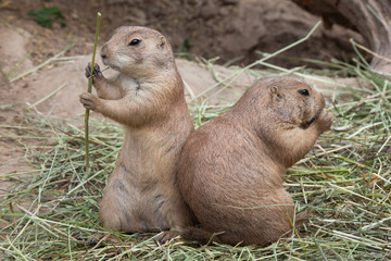 Poster - Black-tailed prairie dog (Cynomys ludovicianus)