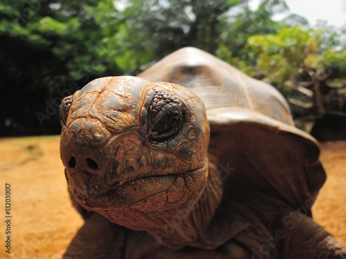 Fotografie, Obraz Big Aldabra tortoise detail in Mauritius.