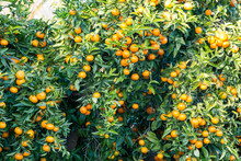 Mogna Mandariner På Träd