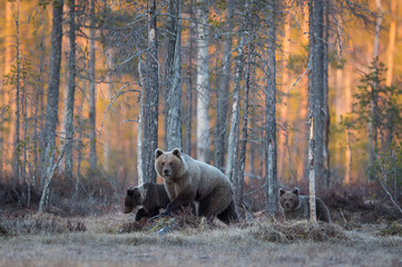 Wall Mural - Brown Bear family walking over the bog