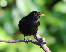 Close Up Of A Male Blackbird 