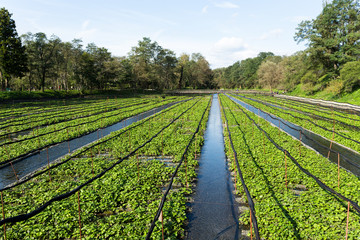 Wasabi field