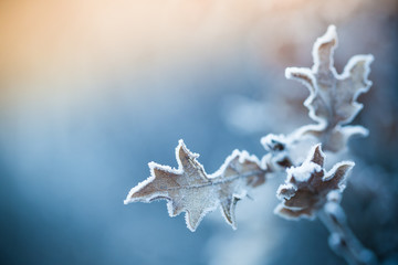 Close up of frozen plant