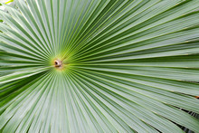 Green Fan Palm Leaf For Background Texture
