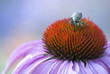 Beetle on top of purple cone flower