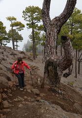 Wall Mural - Auf dem Pico de Cuervos, La palma