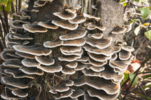 Many-Zoned Polypore Bracket Fungus Growing On A Tree Trunk