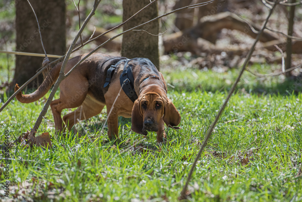 Bloodhound wearing a harness and tracking - obrazy, fototapety, plakaty 