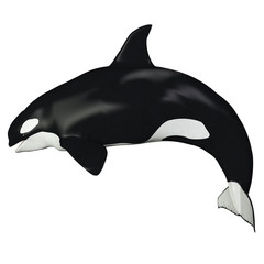 Wall Mural - Orca Female Whale - The Killer Whale also known as Orca is one of the largest predators of the oceans and is very intelligent.