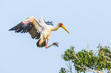 Yellow Billed Stork Landing On Treetop, Kasane, Botswana