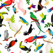 Parrots vector pattern. Colorful tropical birds on white background