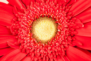 Gerbera jamesonii - red beautiful flower with macro details
