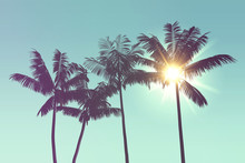 Tropical Palm Tree Silhouette Against Bright Sunlight