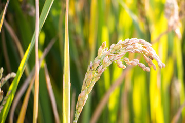 close up of ripe grain in rice field