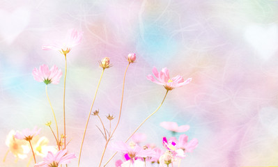 Wall Mural - soft and blurred cosmos flower on mulberry paper background