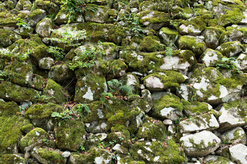 Wall Mural - Stone wall moss