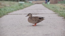  Duck On The Trail