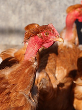Poultry - Naked Neck Pullet Or Hen
